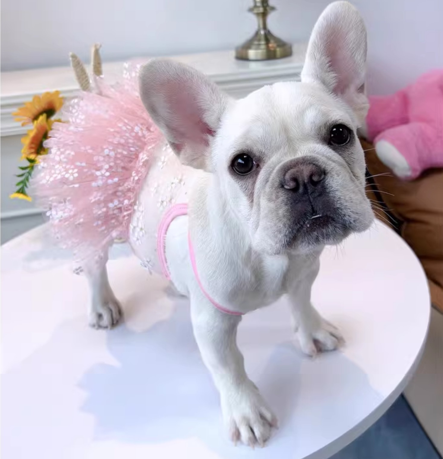 Summer Pug Dress French Bulldo - Summer Clothing In French ulasan dan harga