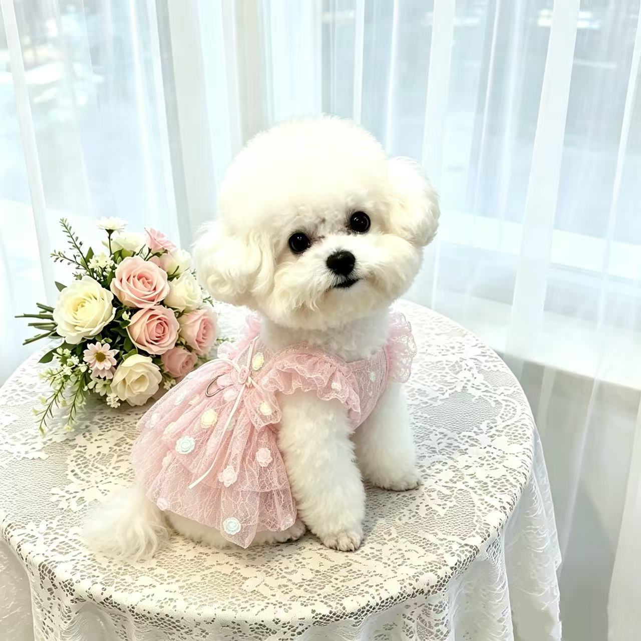 Pet Spring & Summer Chiffon Pr - Summer Rose Clothing ulasan dan harga